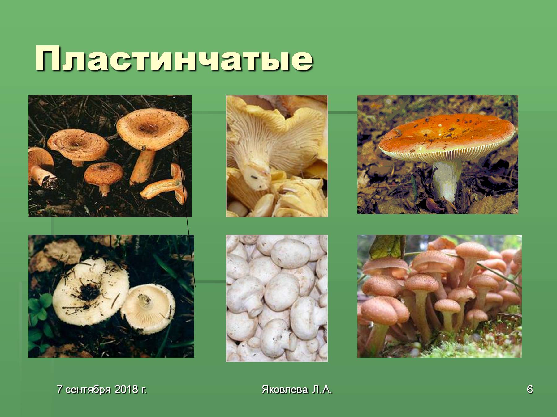 Несъедобные грибы трубчатые и пластинчатые