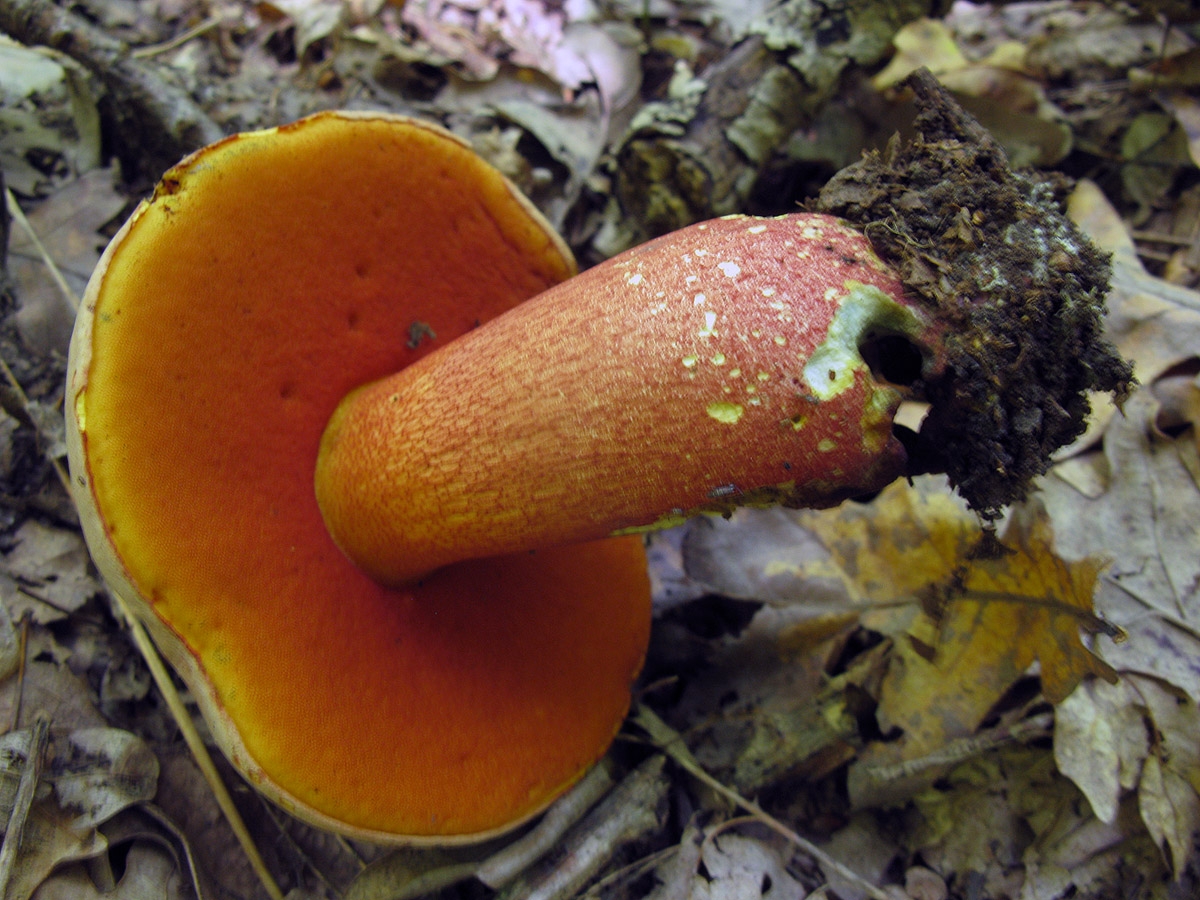 Трубчатый гриб Дубовик