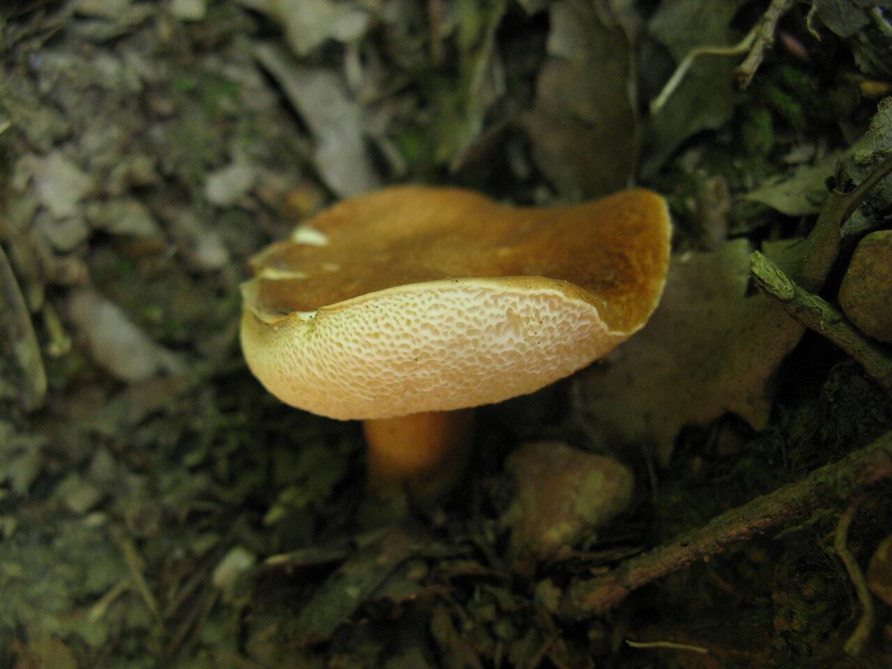 Гиропорус каштановый Gyroporus castaneus