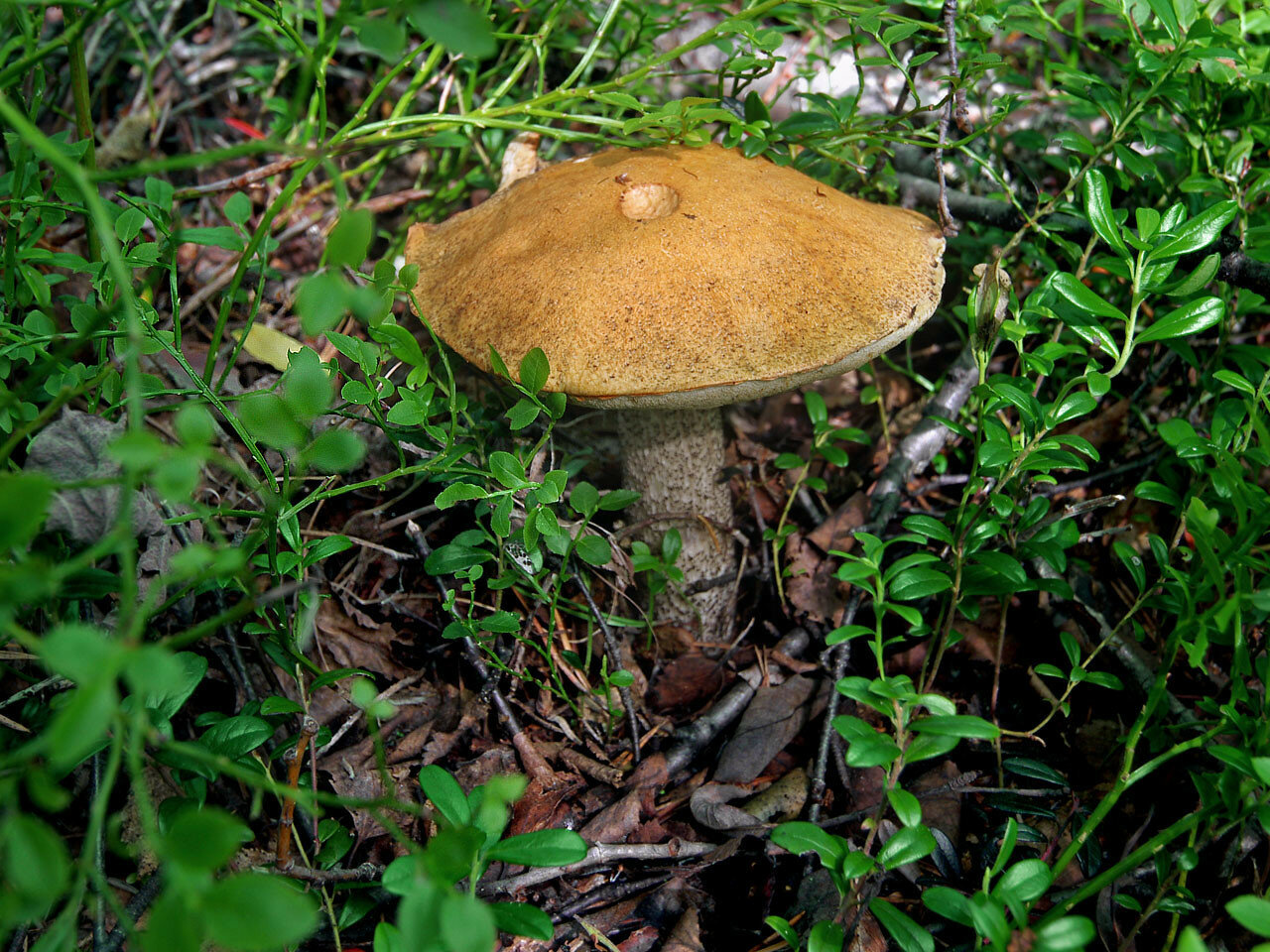 Трубчатые грибы подосиновик