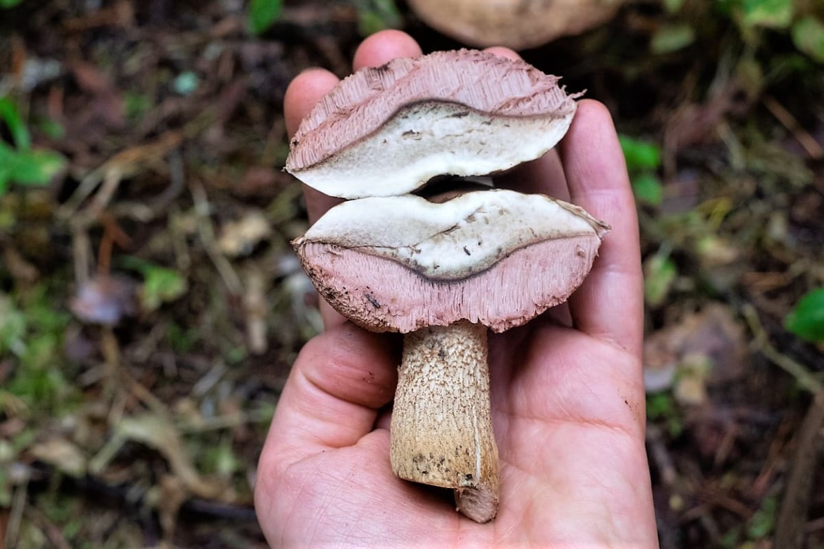Как определить белый гриб розовеет при разломе шляпки
