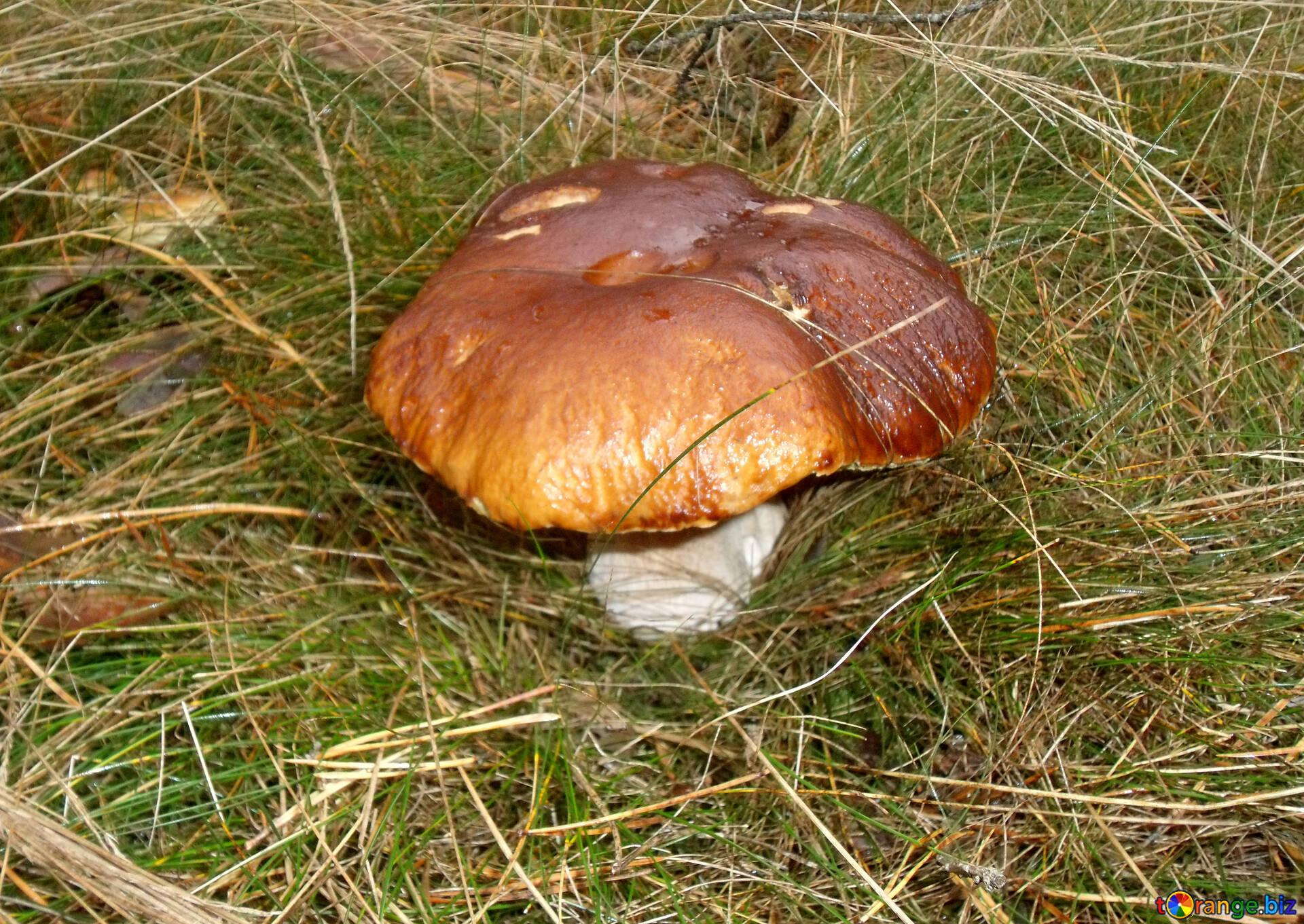 Украинский гриб