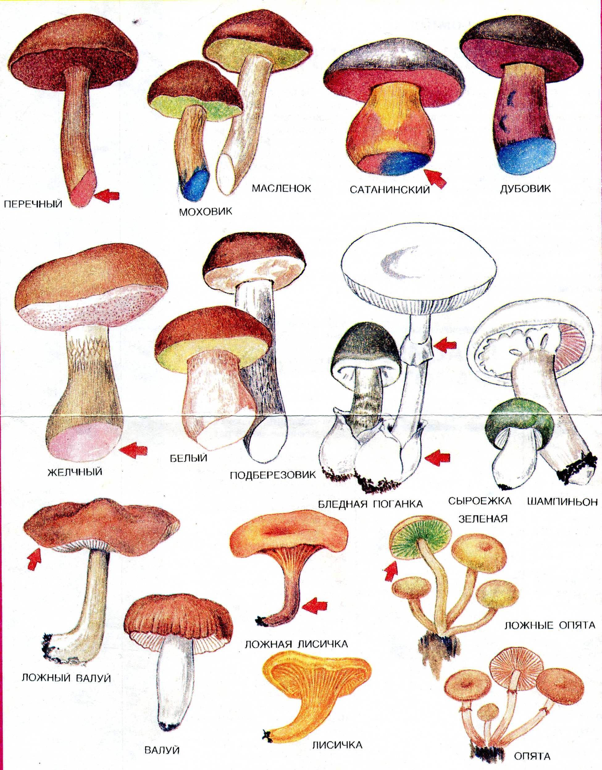 Съедобные и несъедобные грибы с названиями и описанием