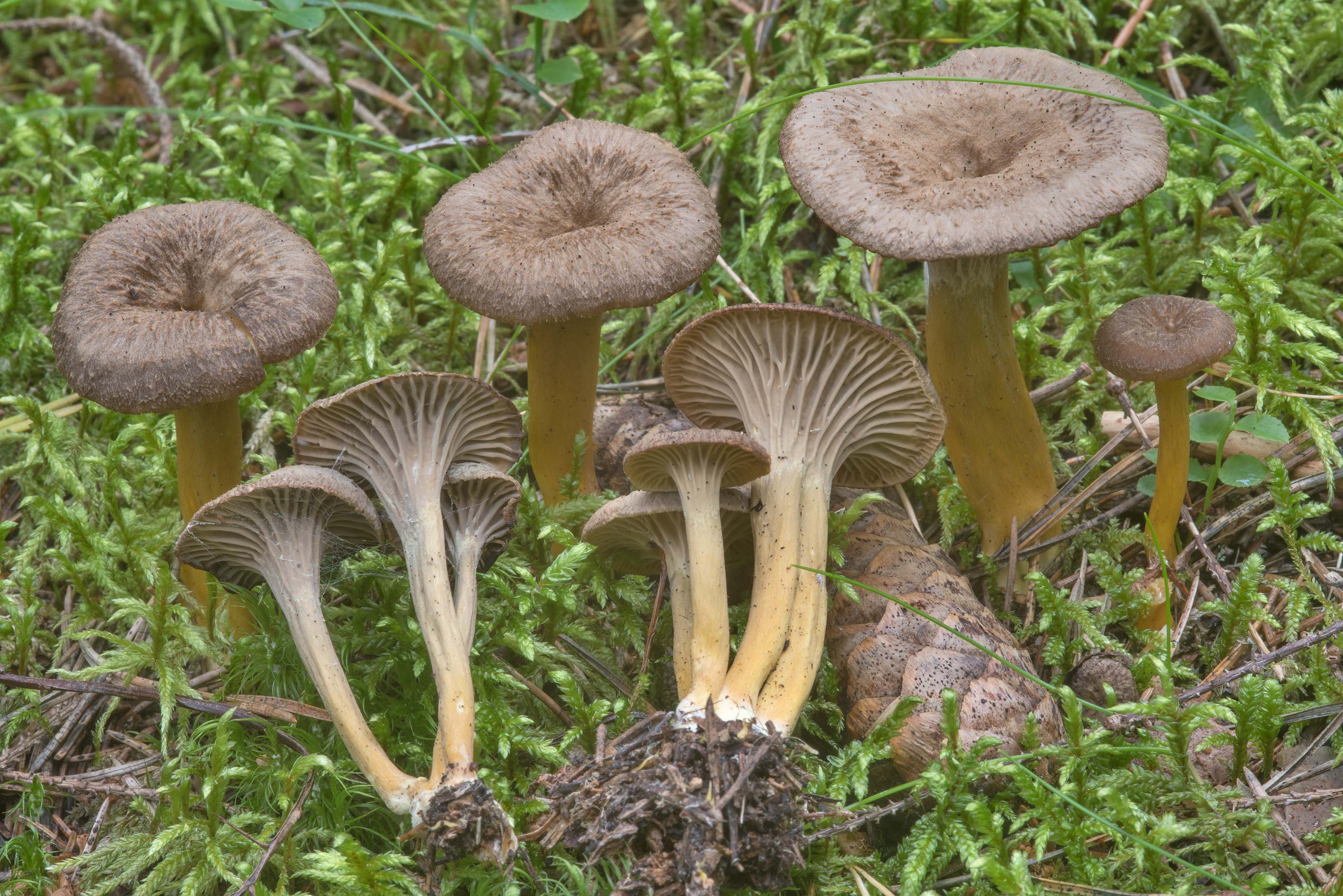 Trumpets грибы