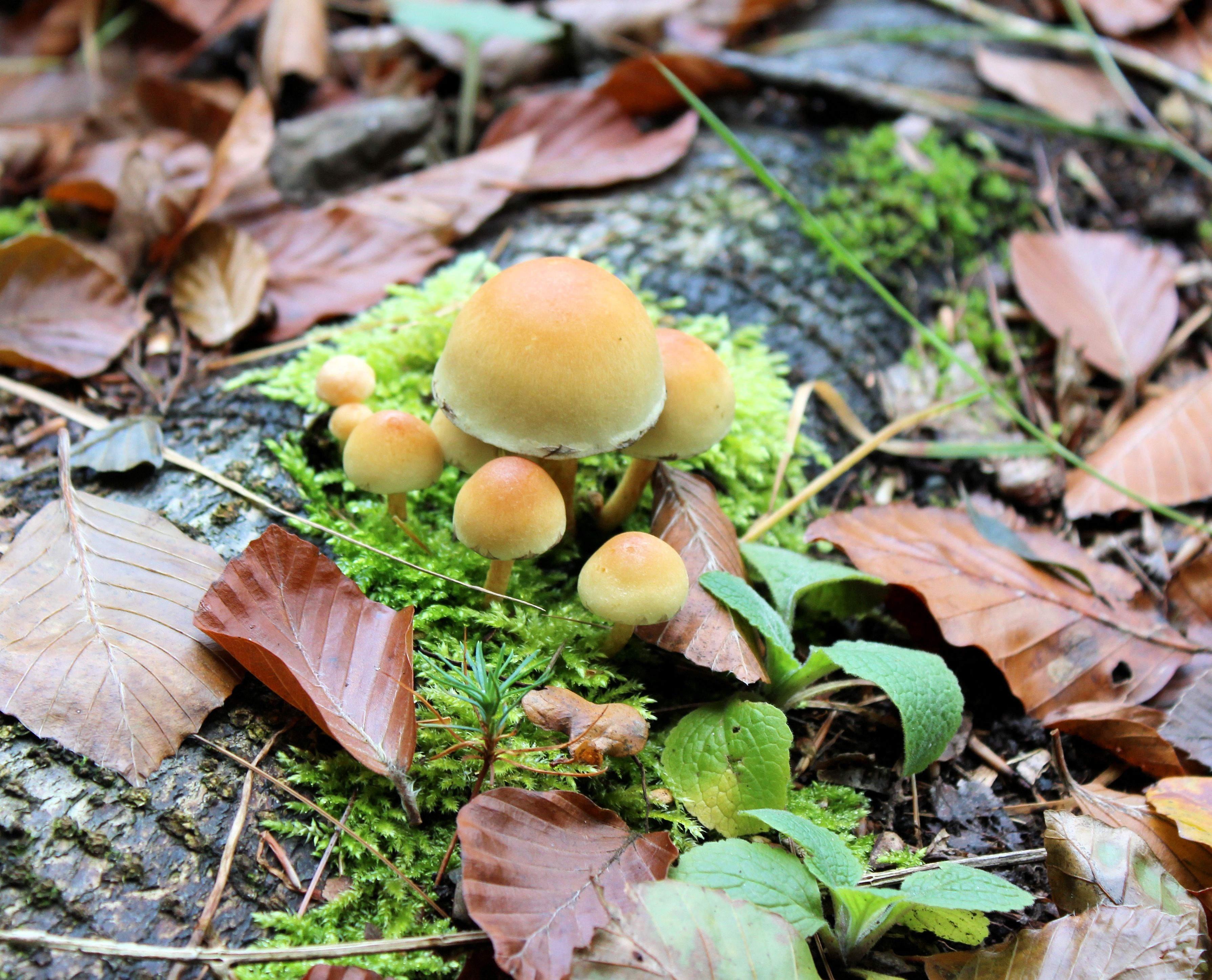 Осенние грибы подмосковья съедобные фото