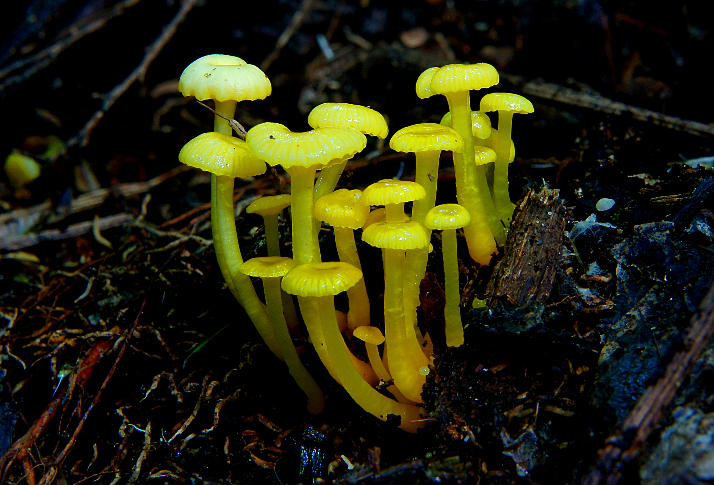 Микро грибы фото