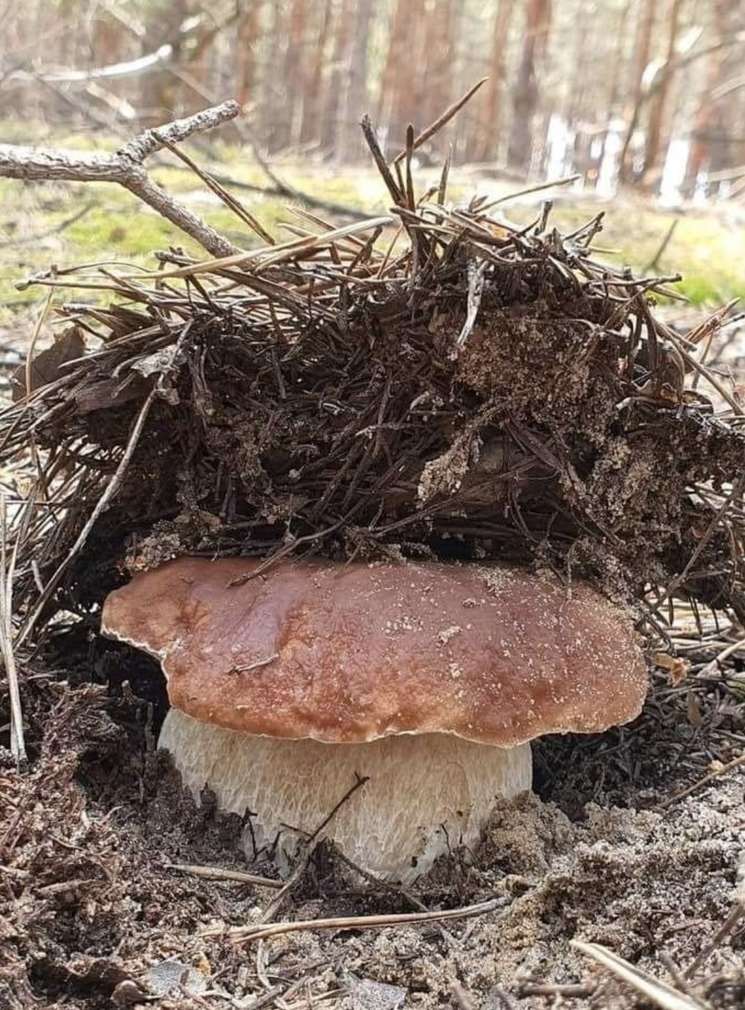 Чернобыль грибы