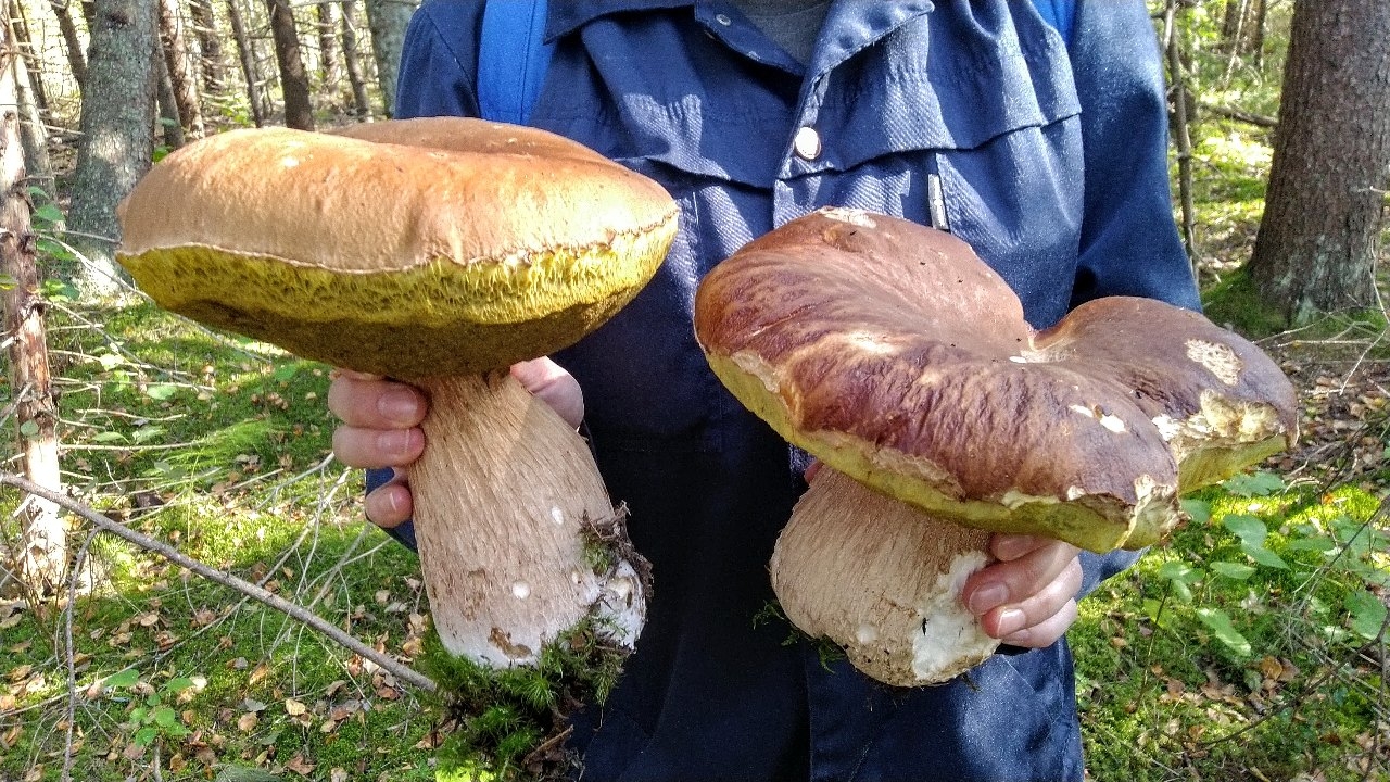 Самый большой гриб Боровик