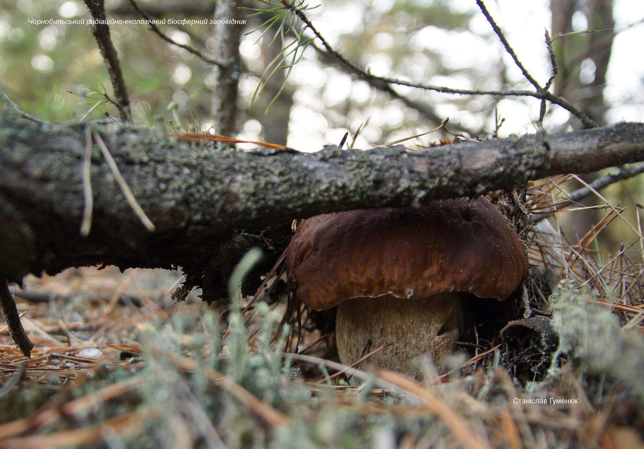 Гигантские грибы в Чернобыле