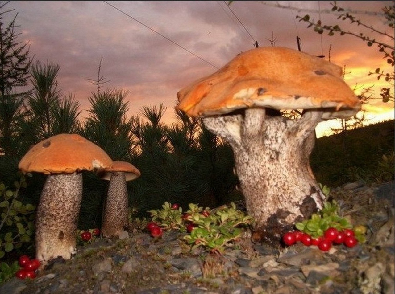 Гигантские грибы в Чернобыле