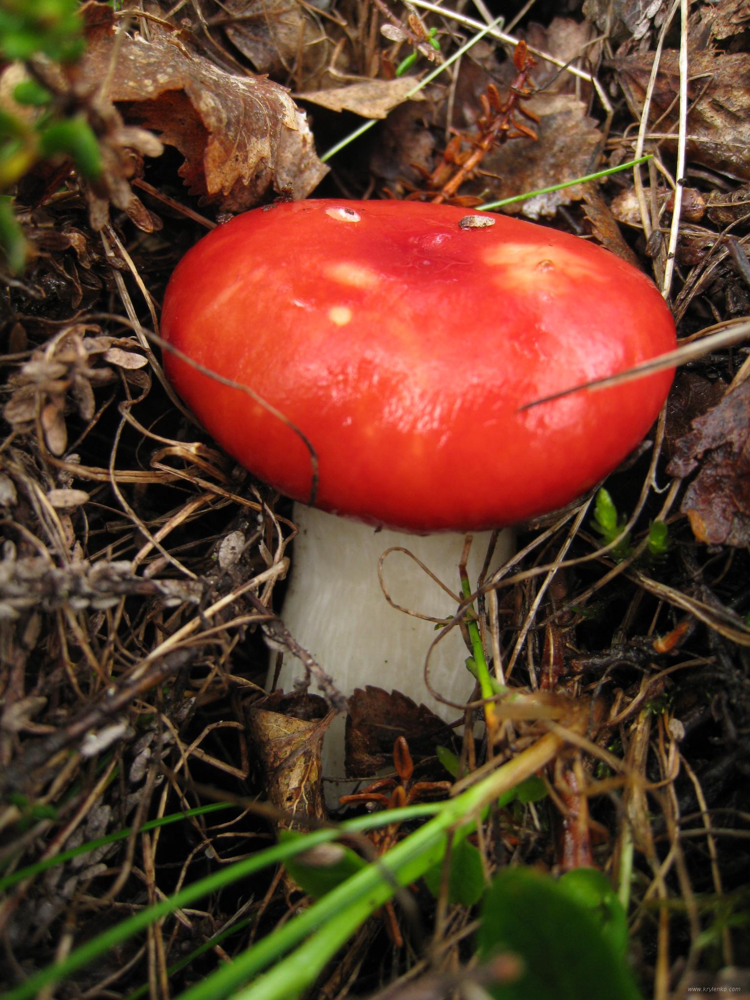 съедобные грибы с красной шляпкой фото