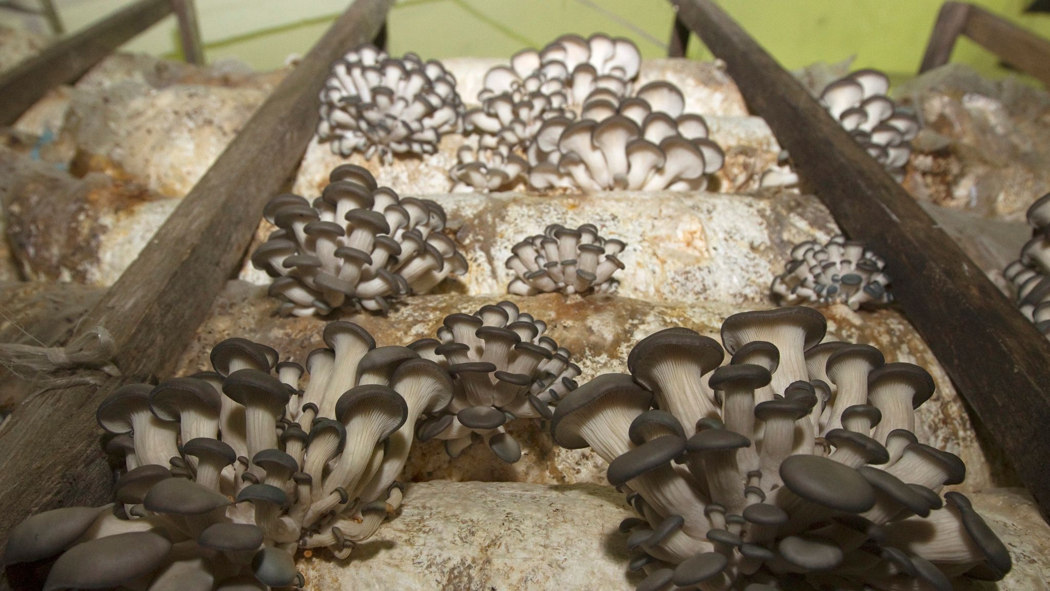 Культивируемые грибы вешенка