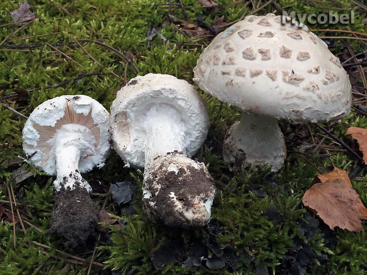 грибы кавказа фото и названия