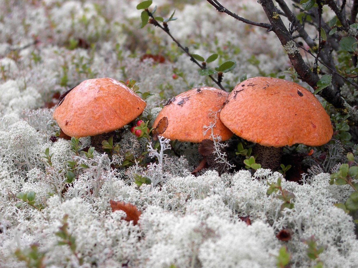 Северные грибы