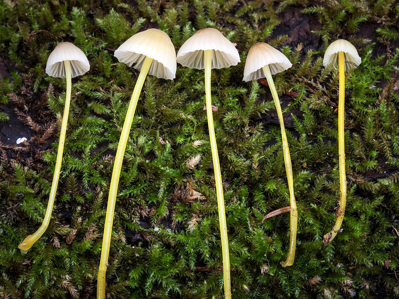 California fungi: Mycena epipterygia