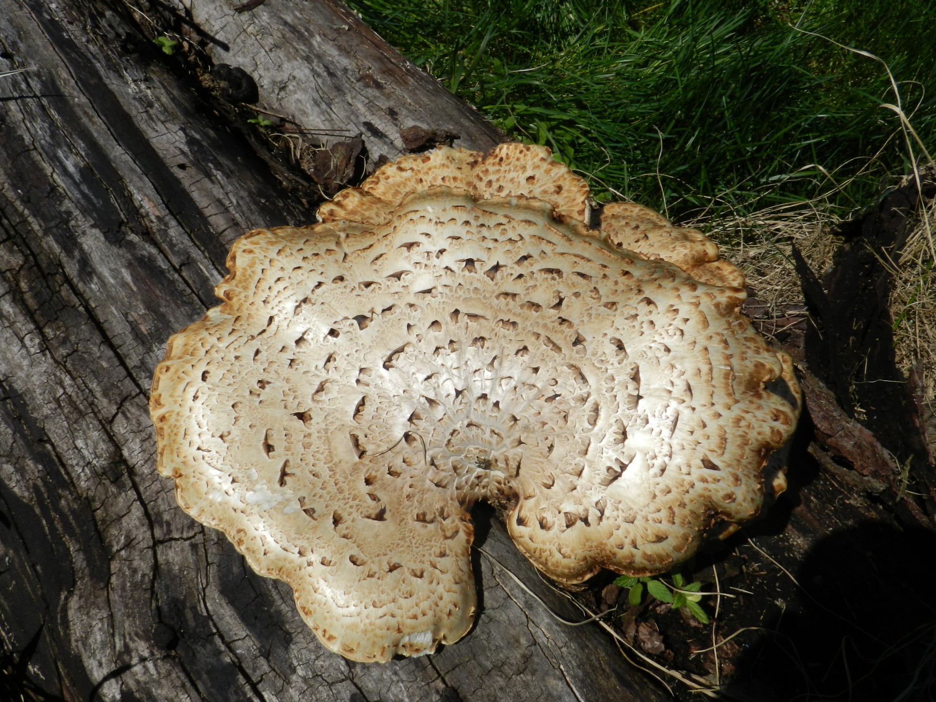 Древесный гриб трубчатый