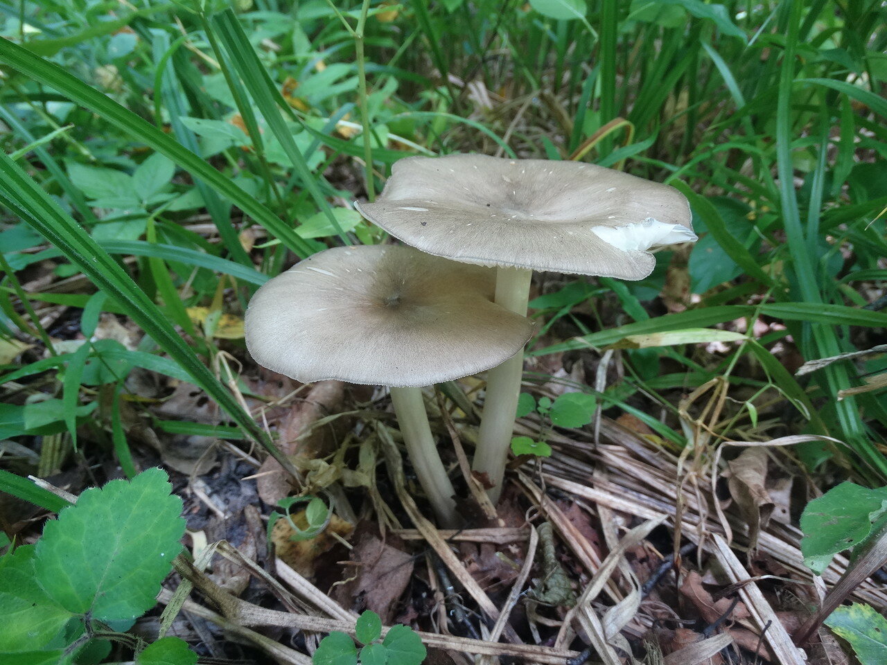 Маленькие серые грибы