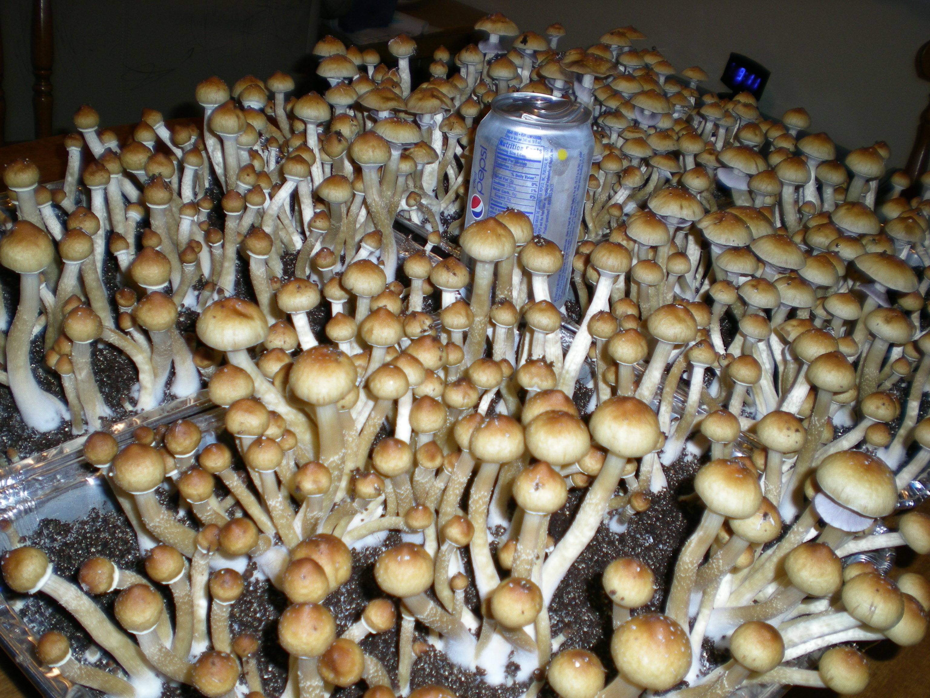 Ферма псилоцибиновых грибов
