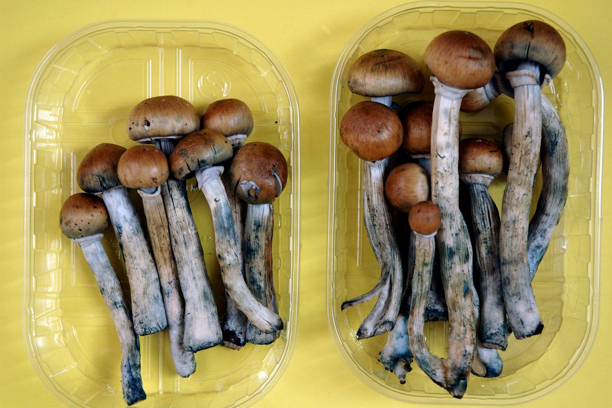 Голландские грибы Magic Mushroom