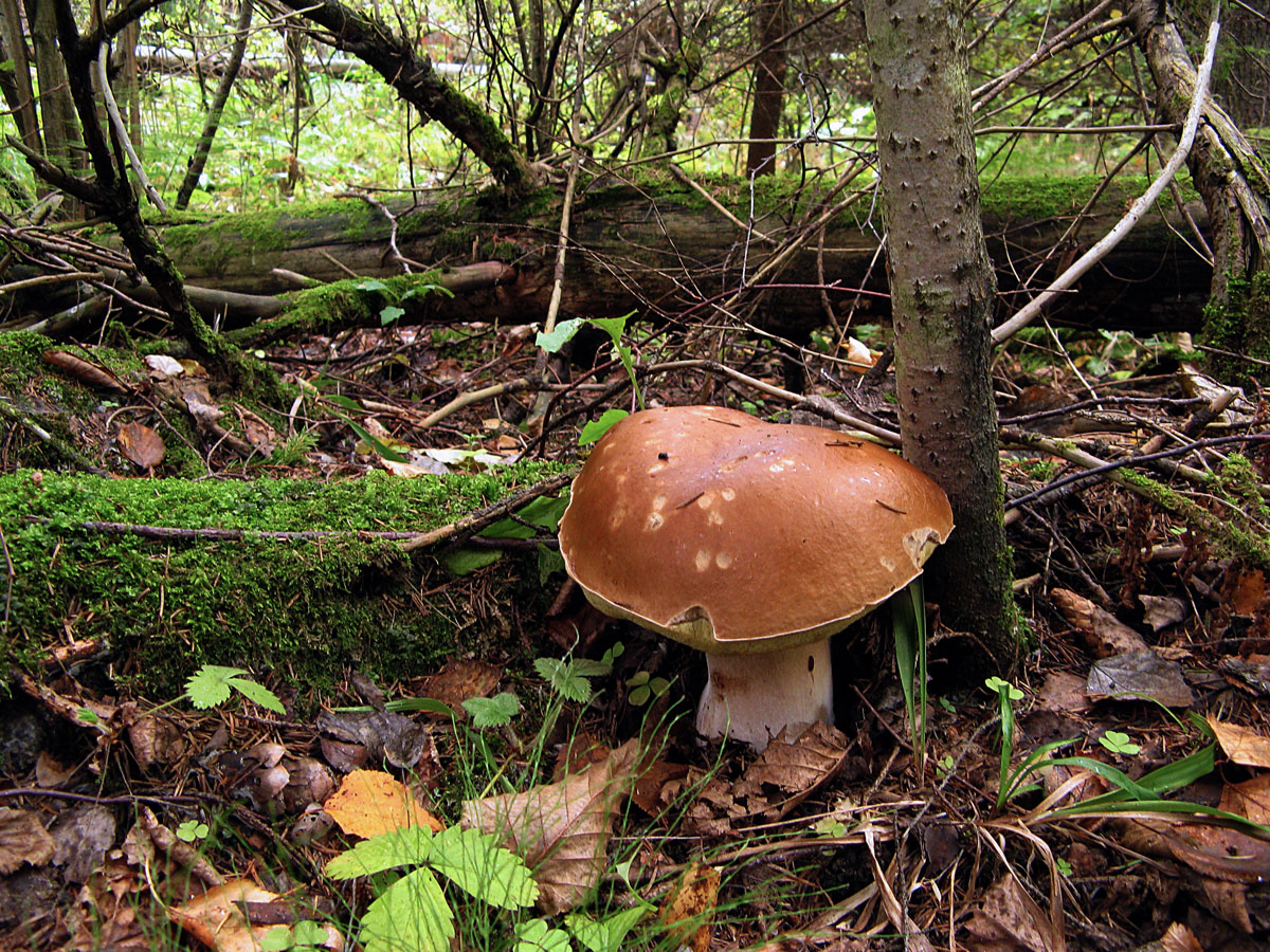 Боровик грибы в Вологодской области