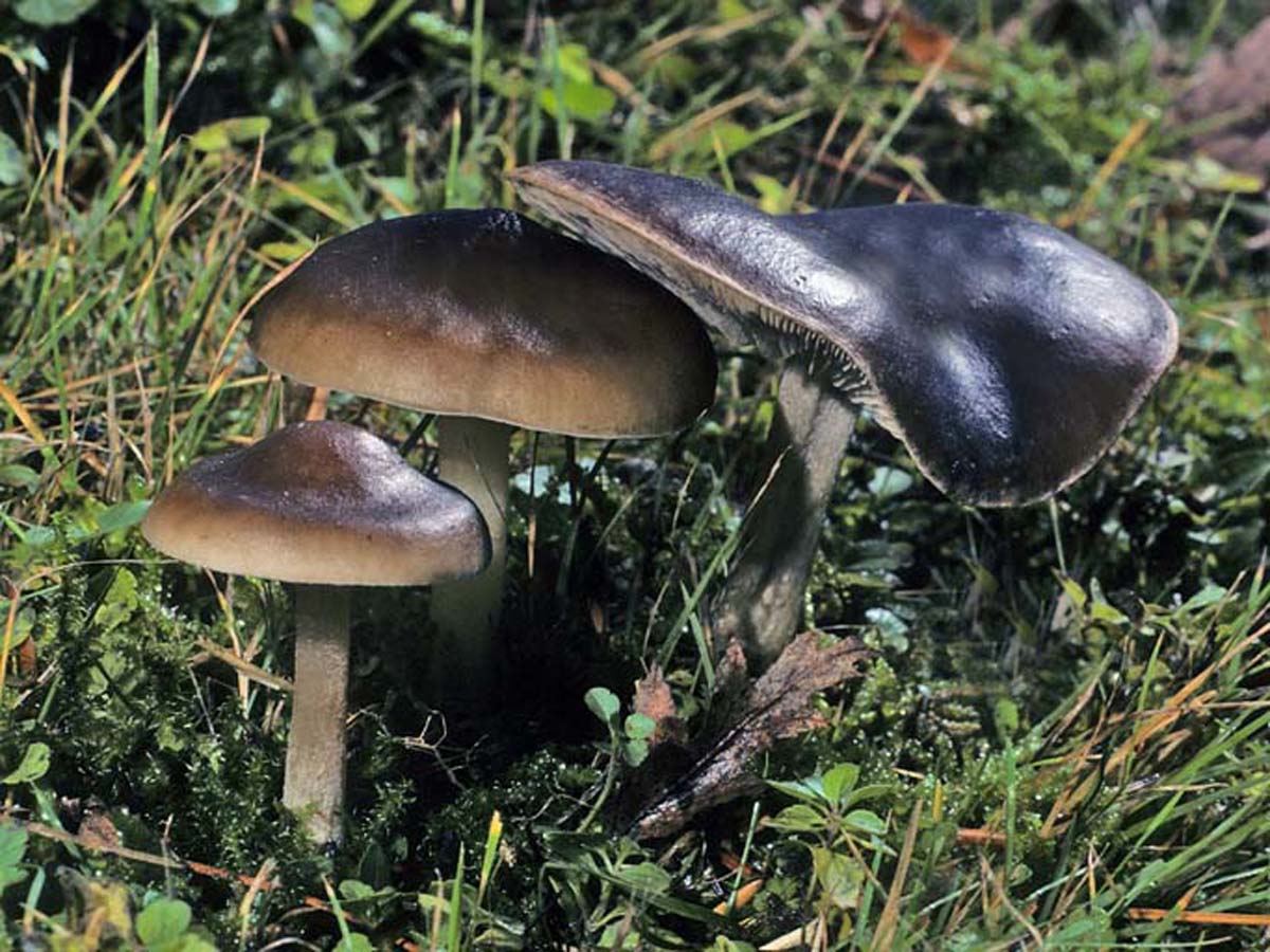 Меланолеука гриб съедобный