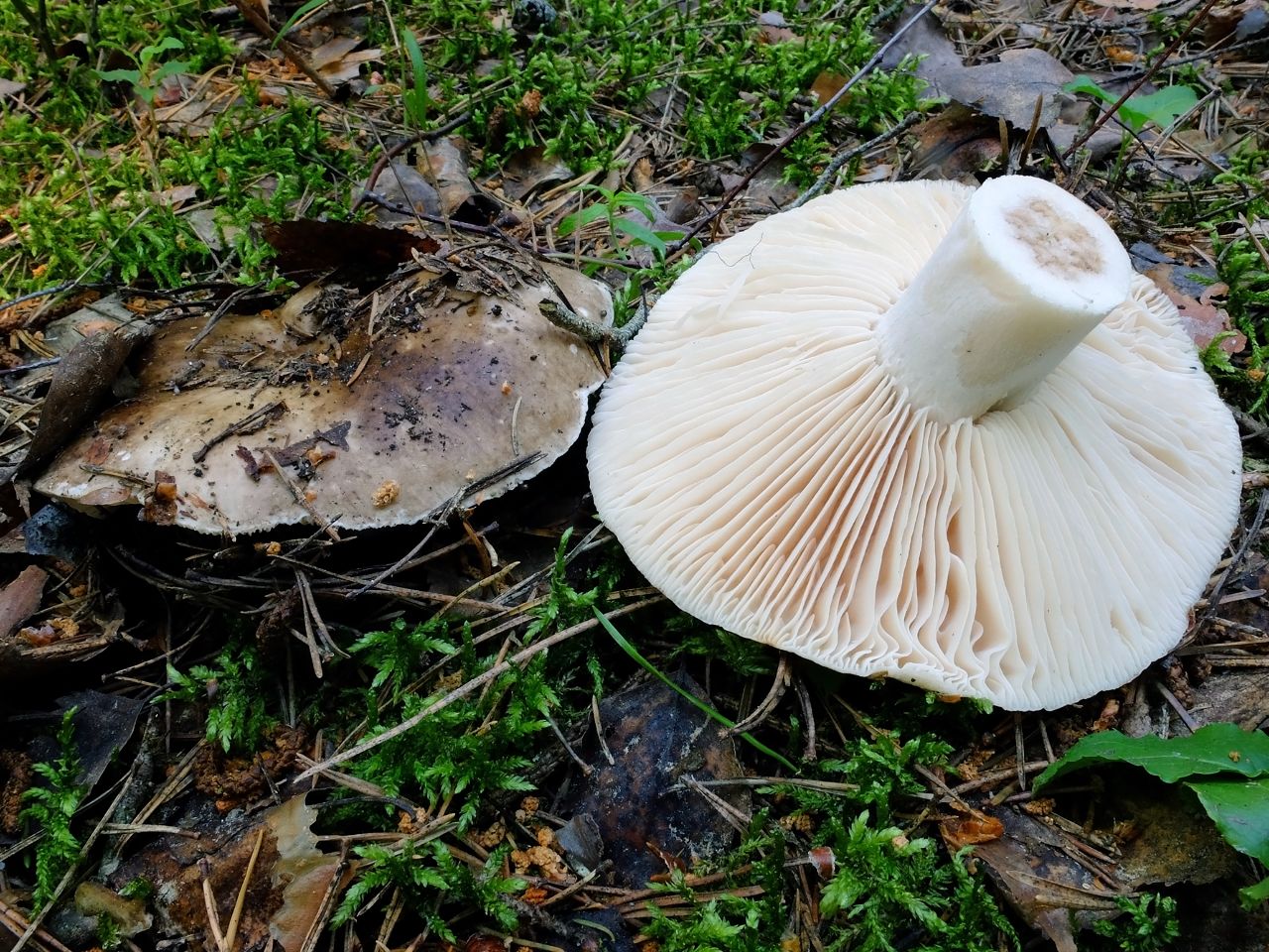 Большие пластинчатые грибы. Подгруздок чёрный Russula adusta.. Белый млечник пластинчатый гриб. Russula Delica (подгруздок белый). Астерофора паразитная.
