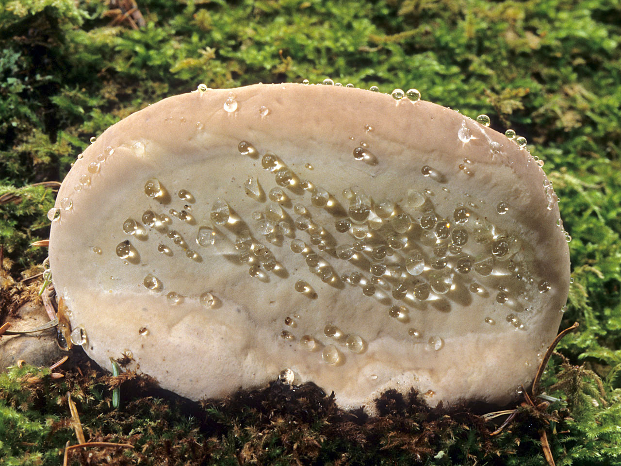 Печеночный гриб фото и описание как готовить