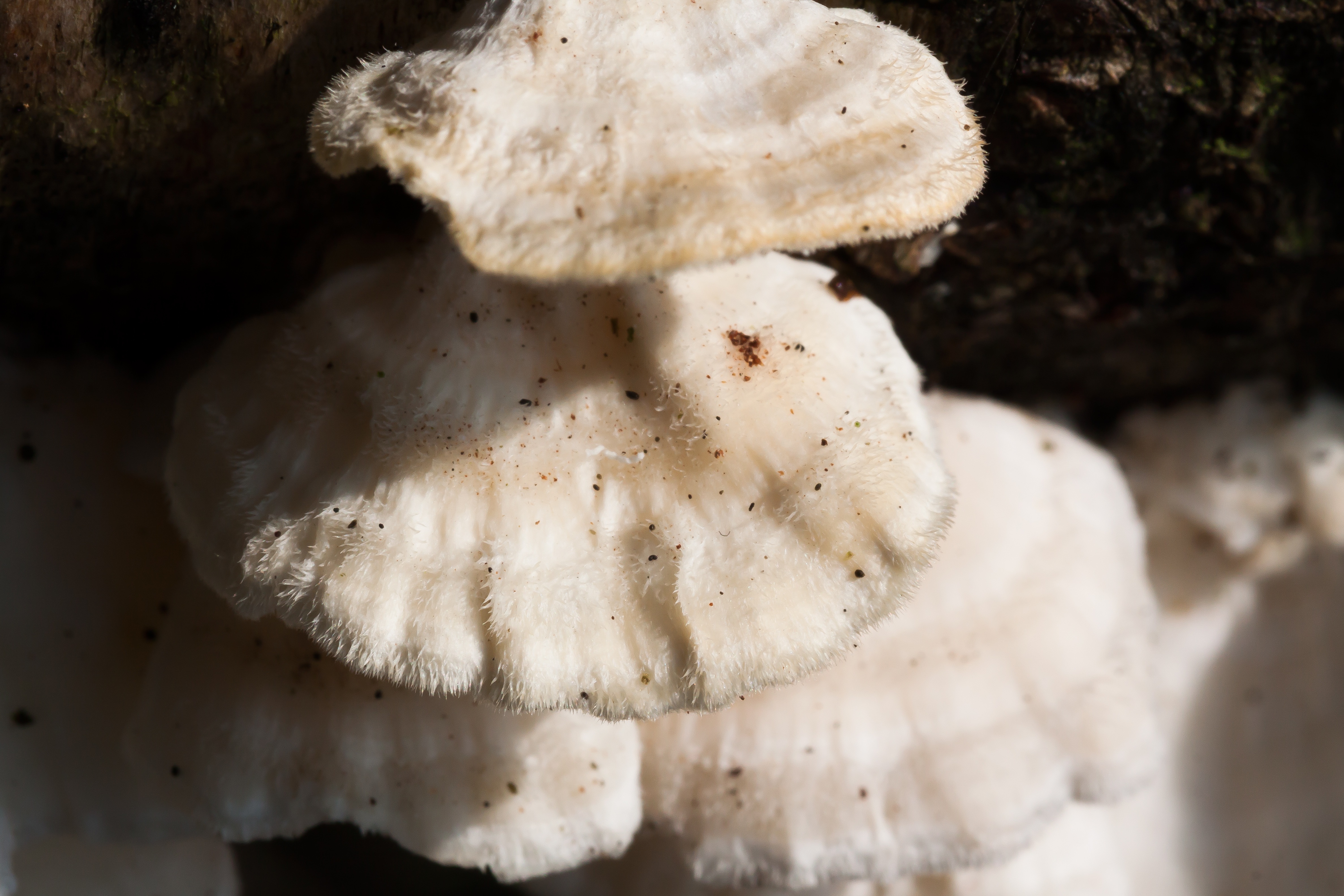Белый гриб с белой губкой