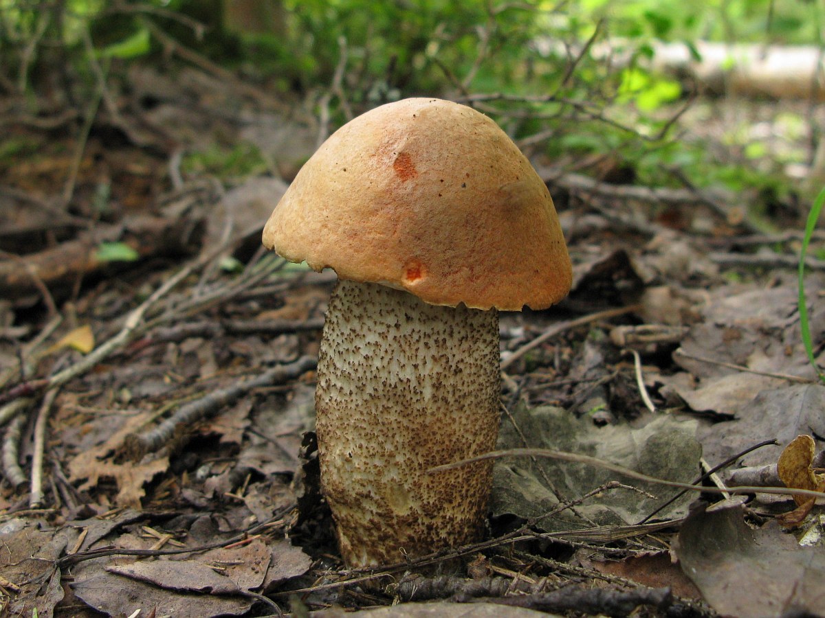 Красный трубчатый гриб