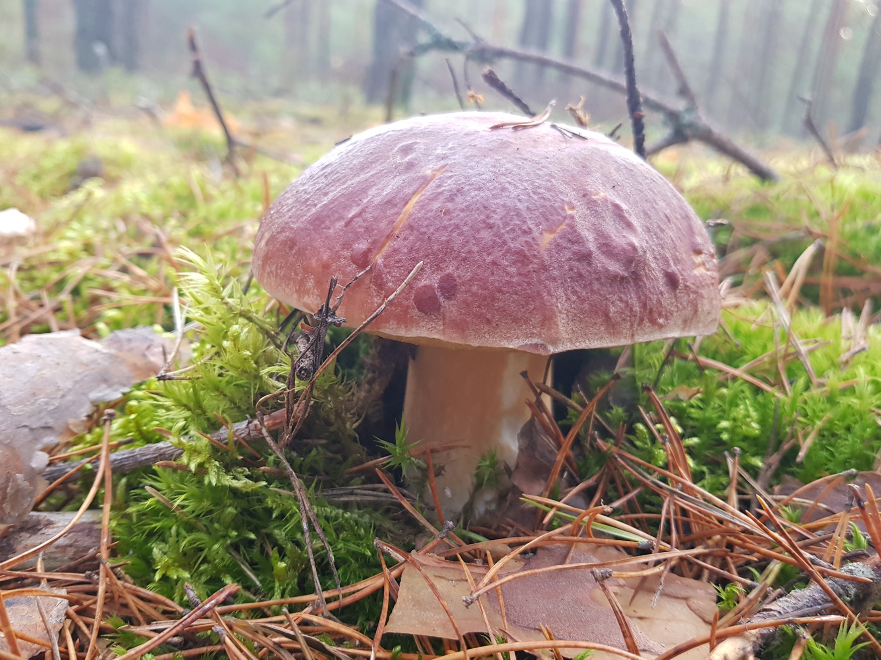 Съедобные грибы в Смоленской области