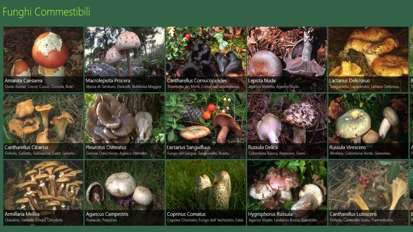 Съедобные грибы Республики Коми фото и название