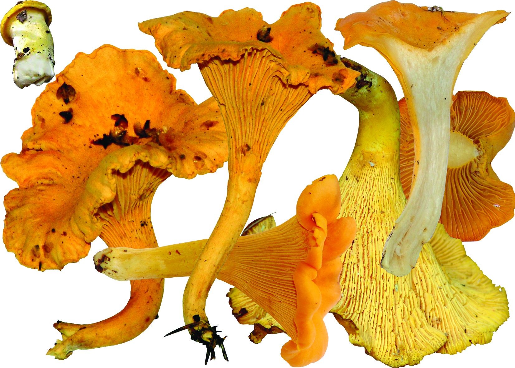 Лисичка желтая гриб