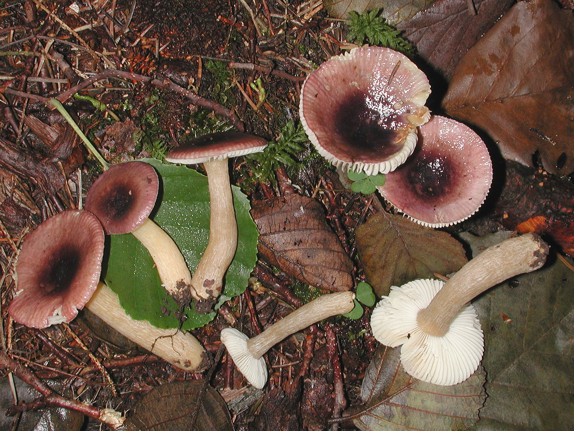 Черные губы грибы