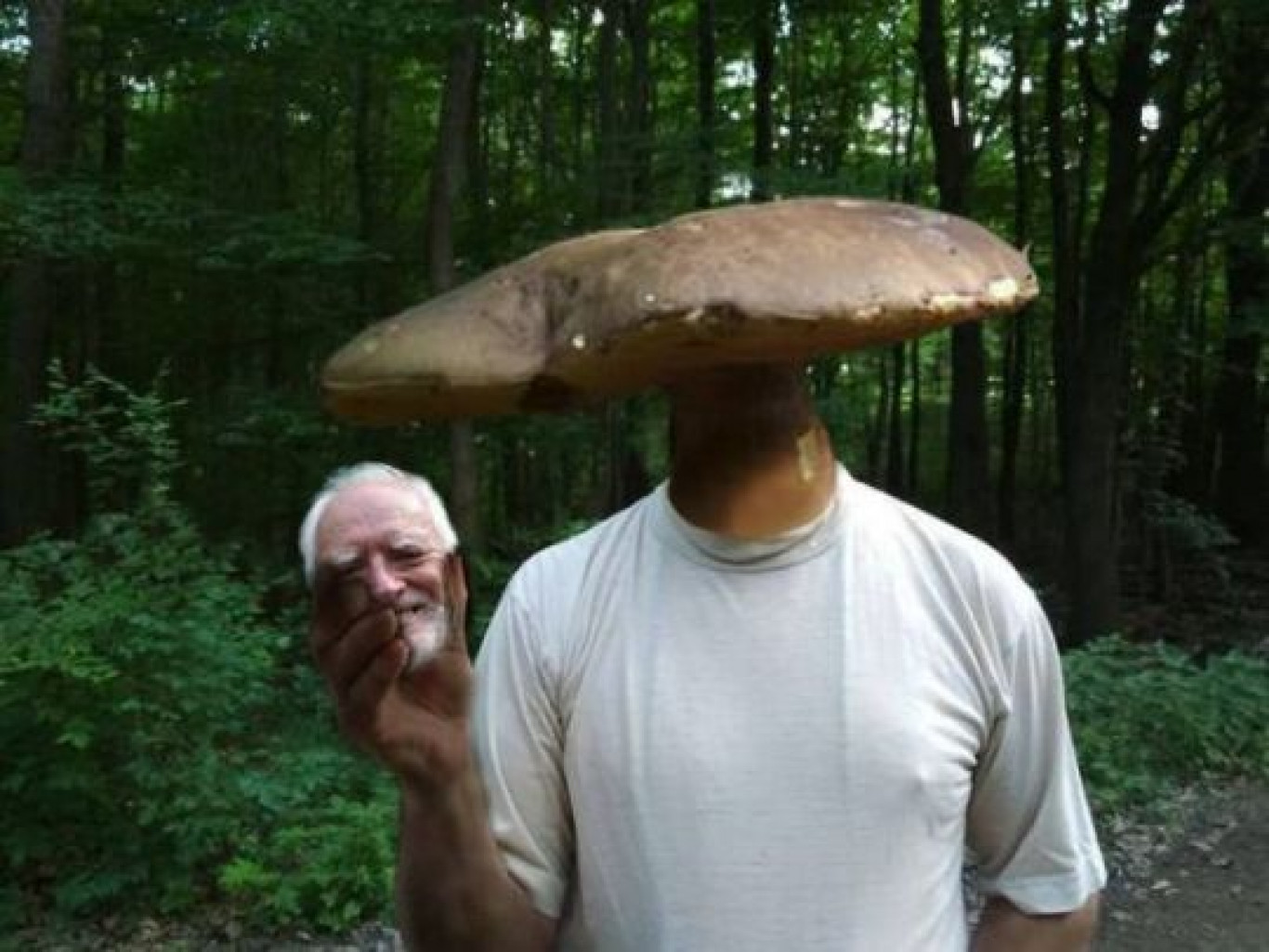 грибы смешные картинки