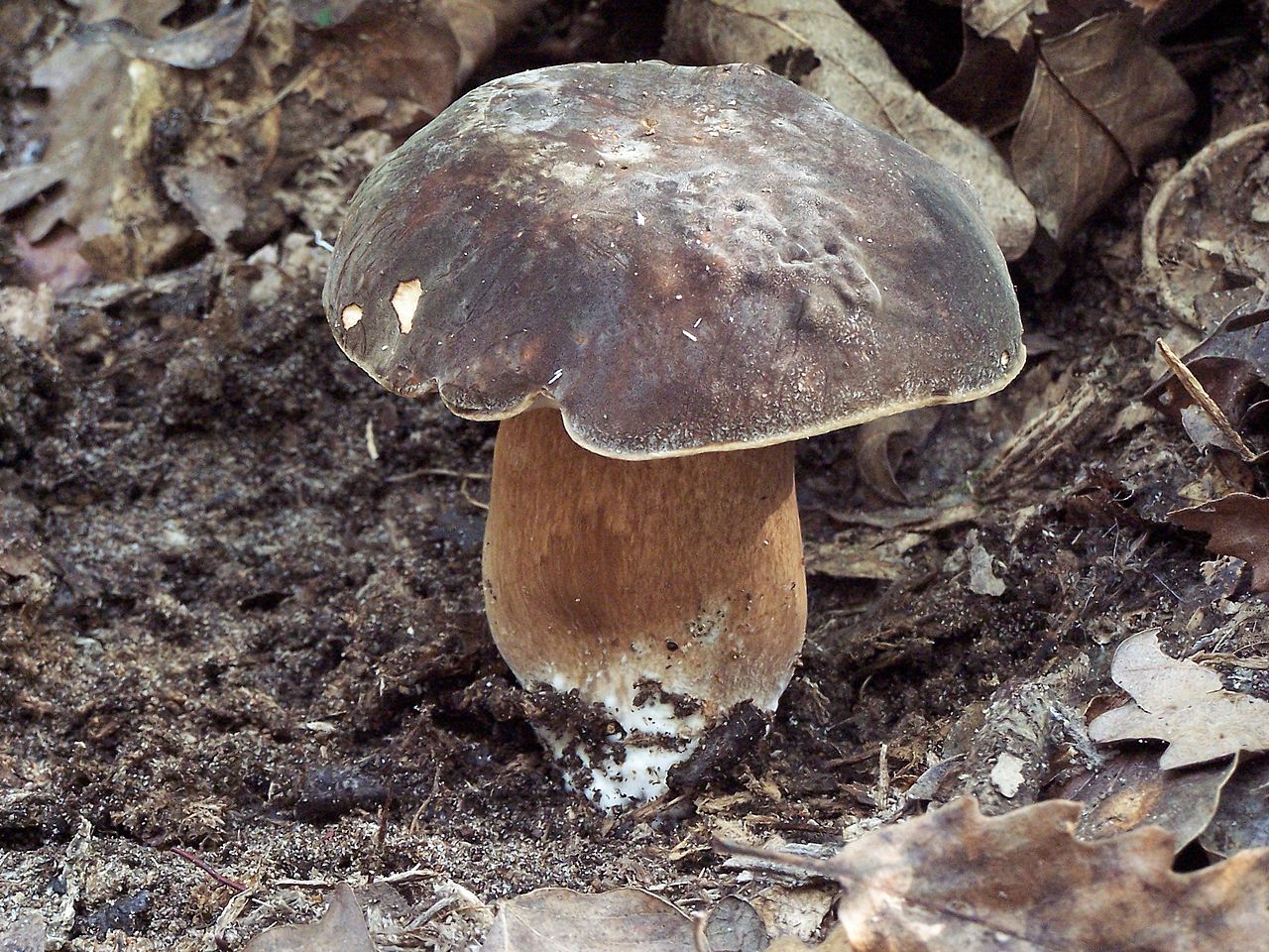 Белый гриб бронзовый Boletus aereus