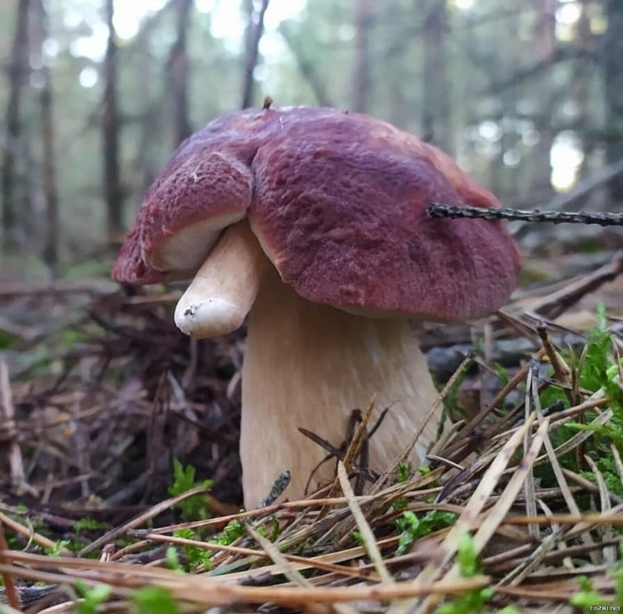 фото грибов в сосновом лесу