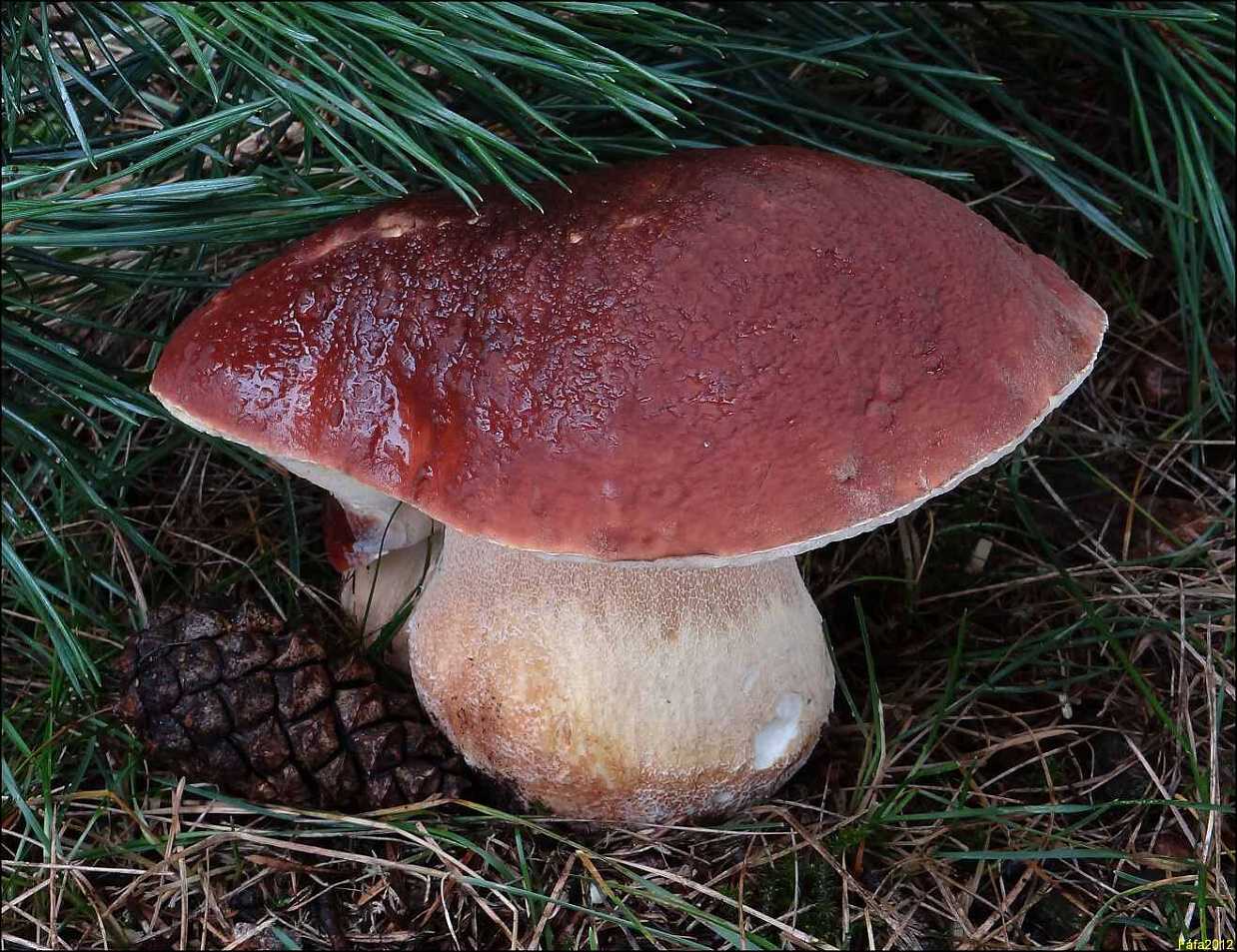 Сосновый белый гриб Боровик