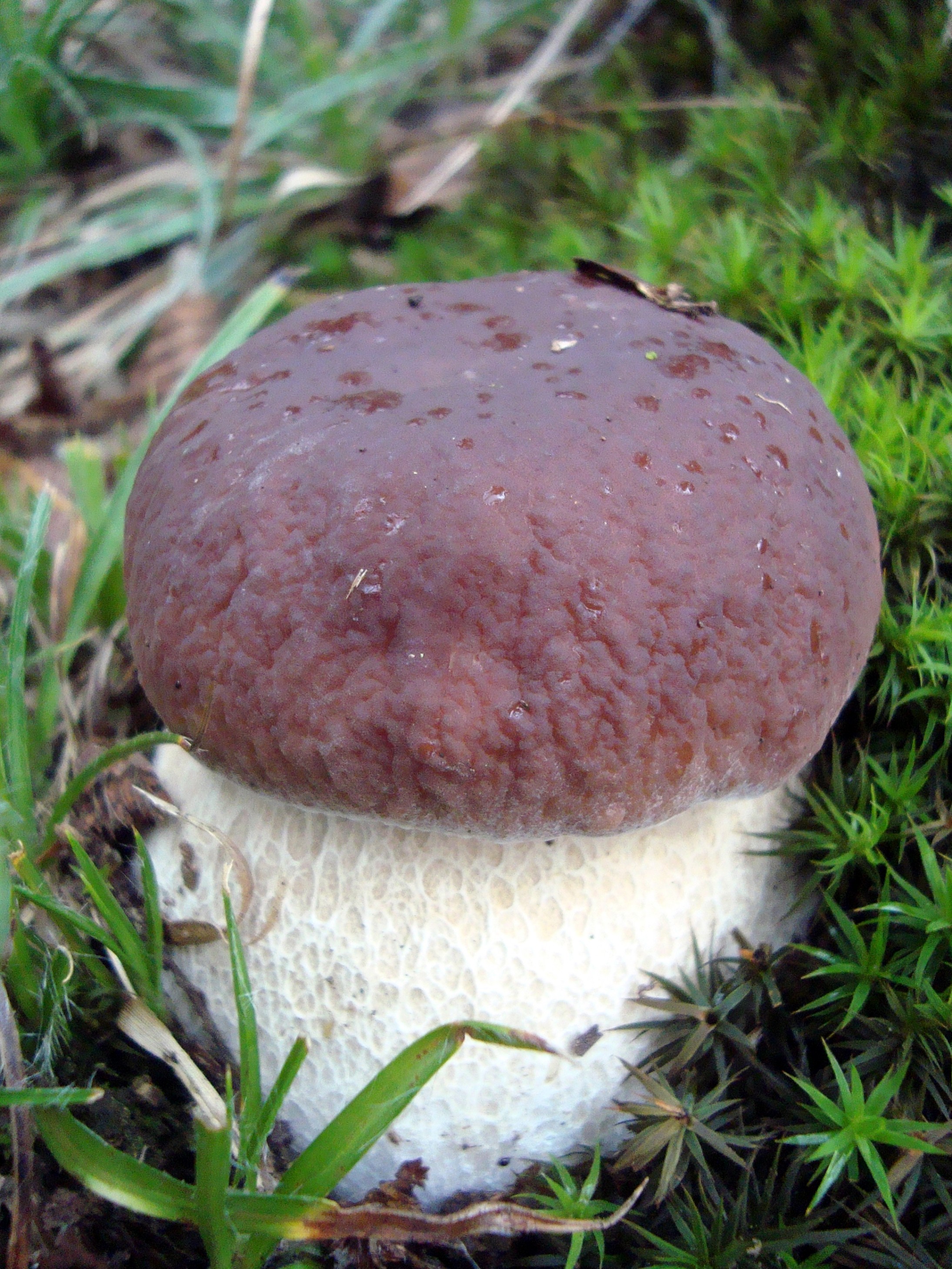 Боровой белый гриб
