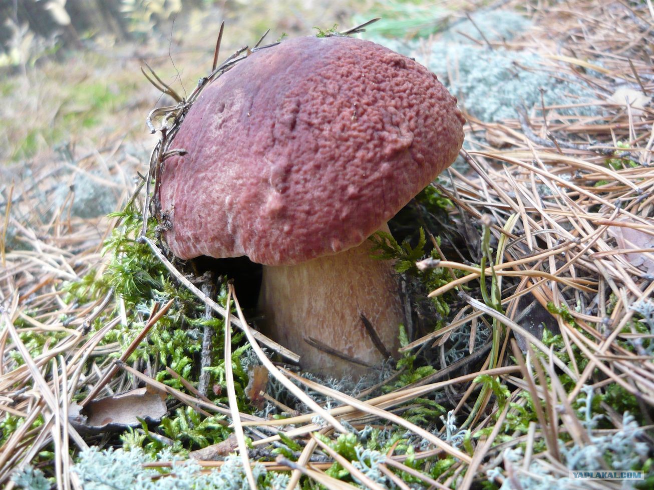 Столбовой гриб Сосновый