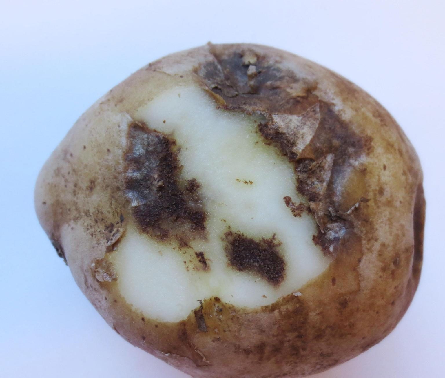 Potato inside