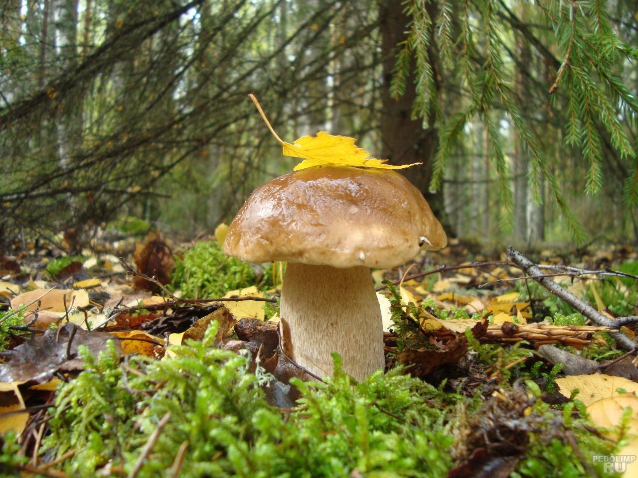 Грибы грибы Вологодской области