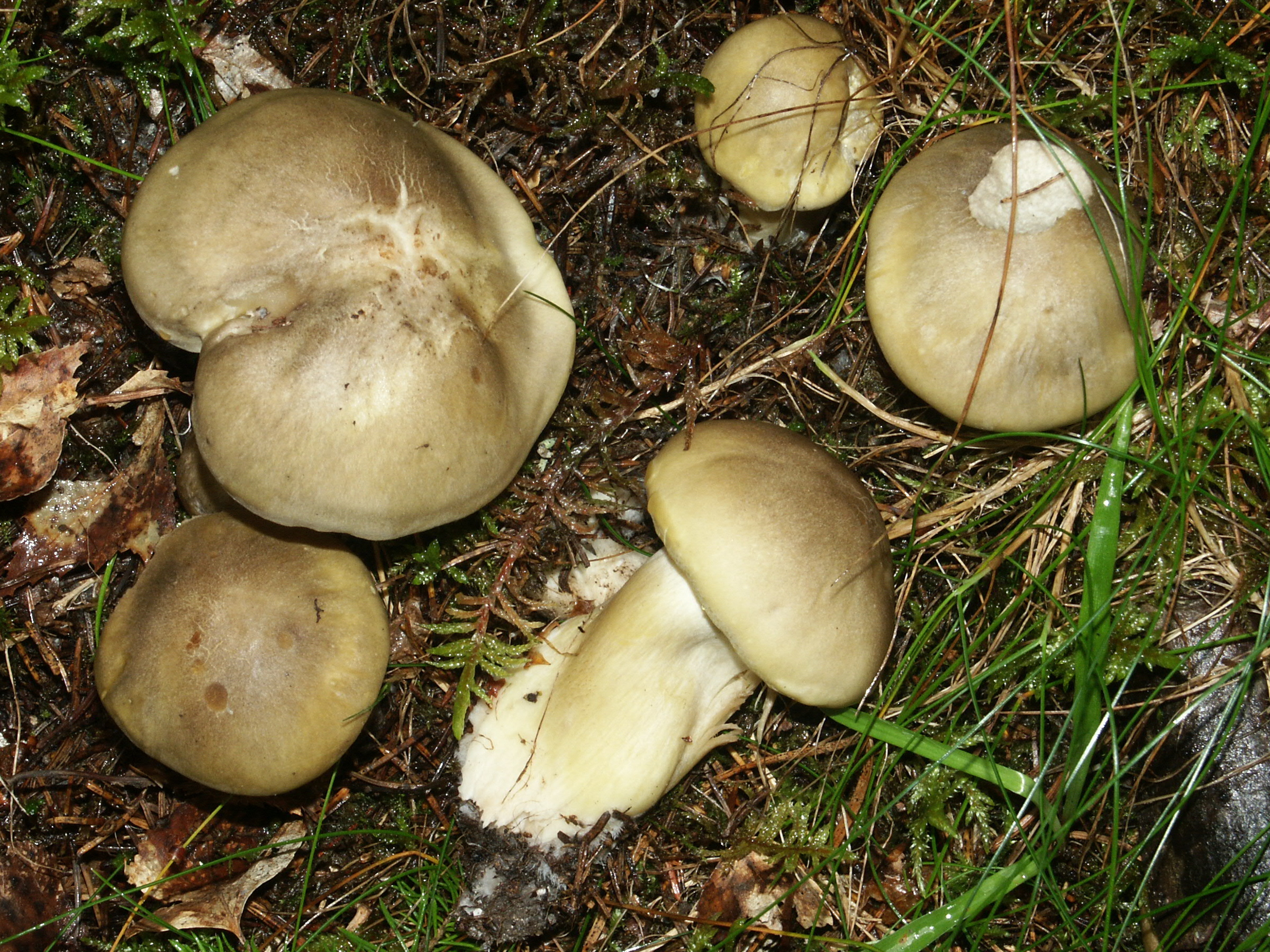 Песочники грибы зеленушки