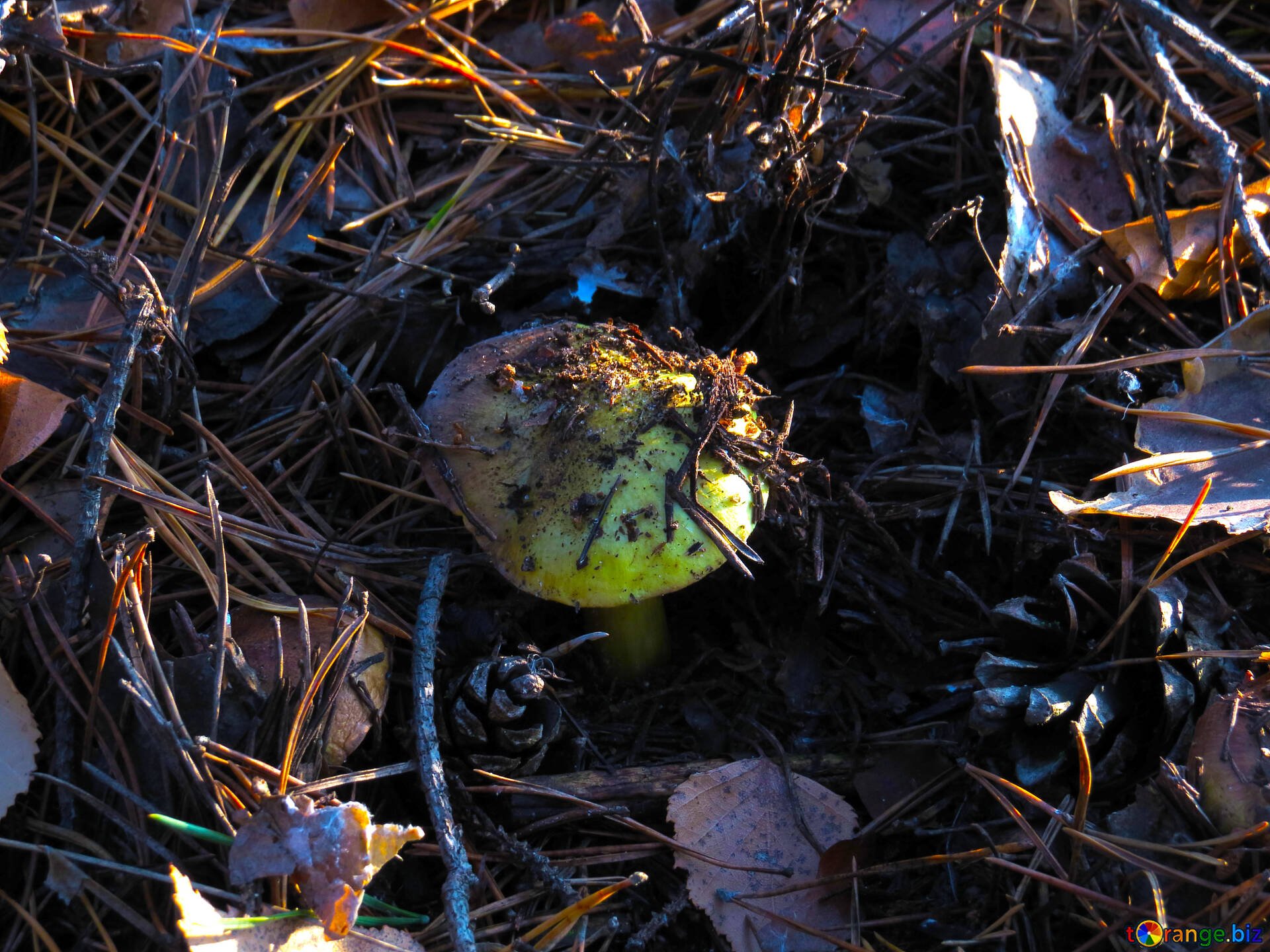 Зеленушка гриб фото