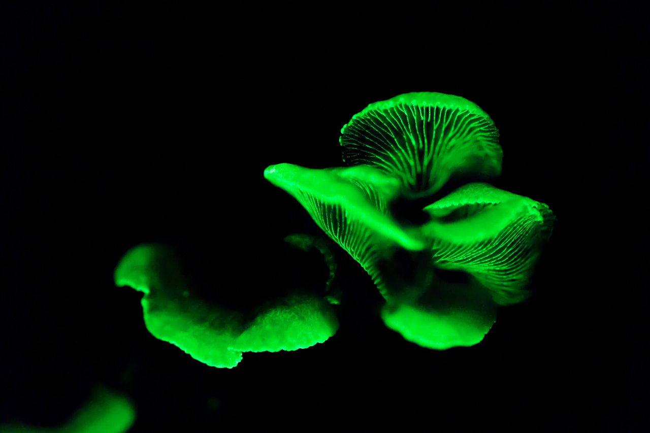 Биолюминесценция грибы