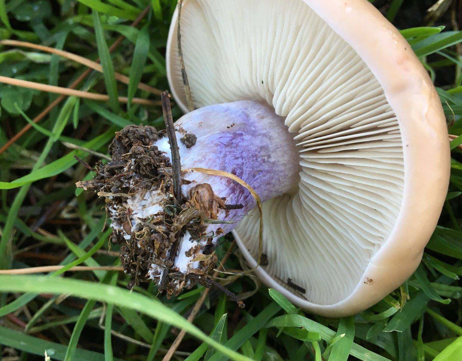 гриб рядовка синеножка фото