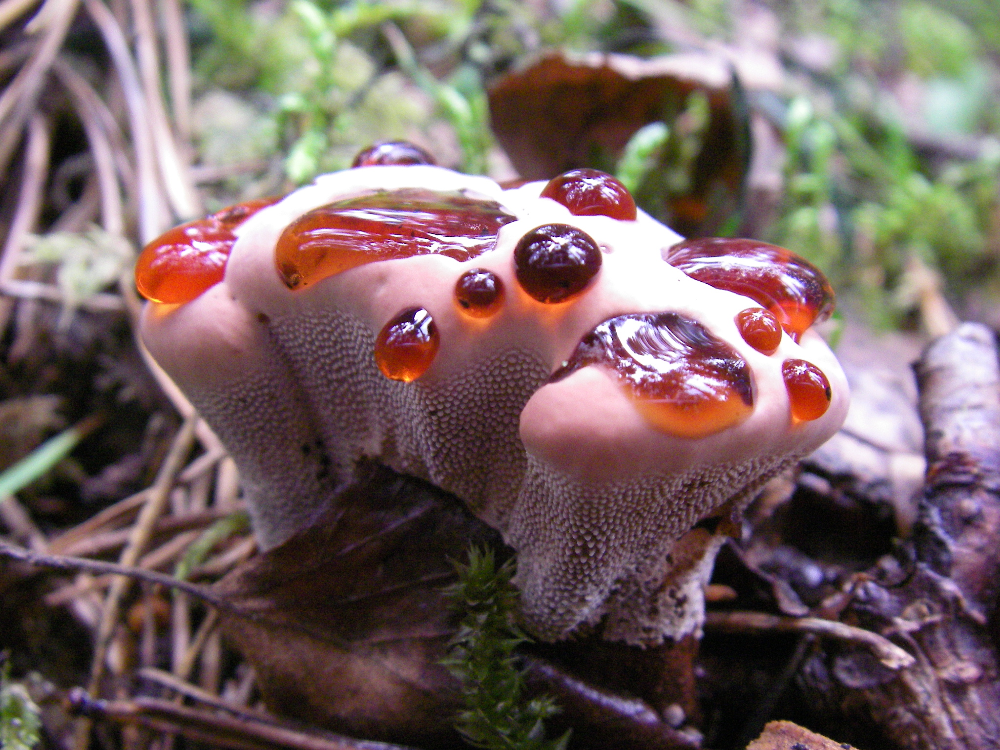 Странные грибы фото