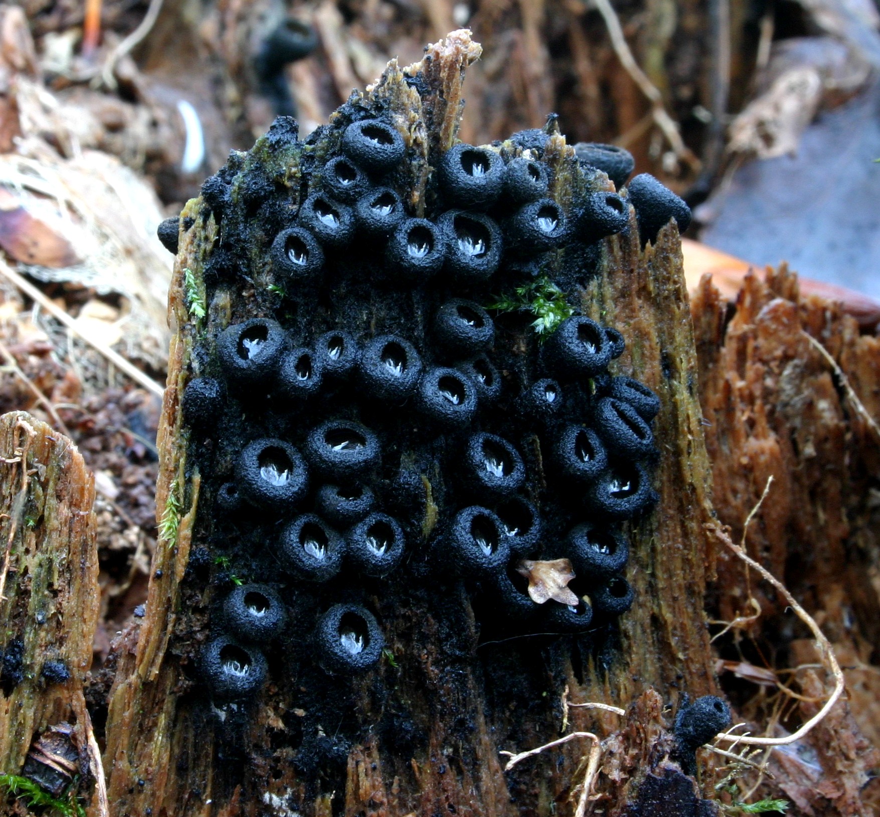 Странные грибы в лесу