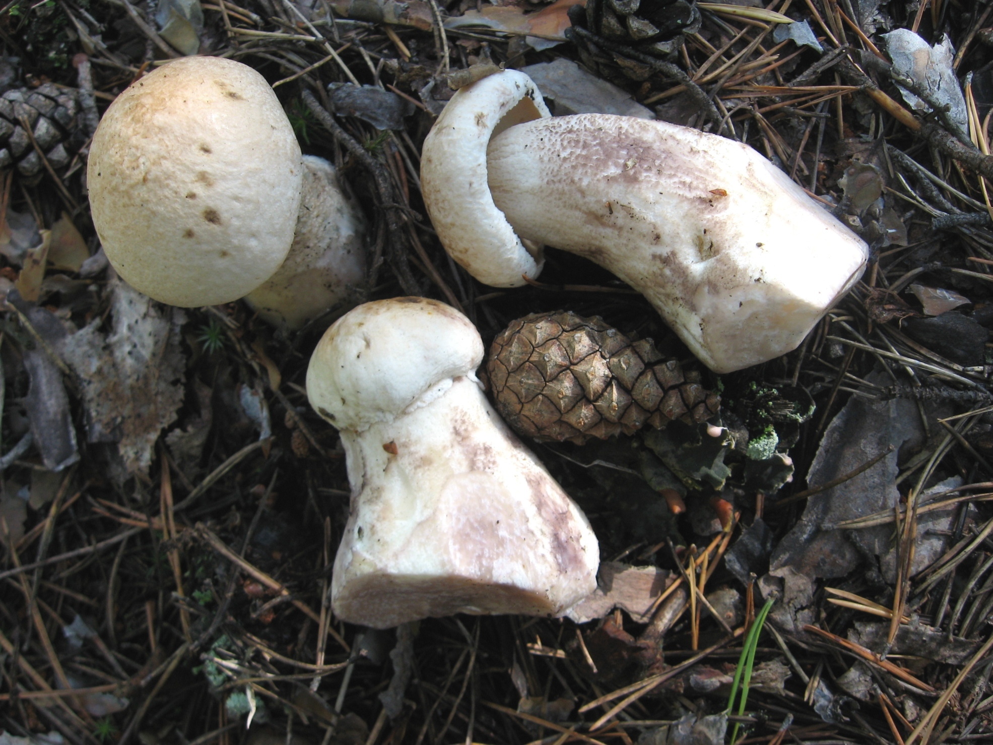 фото грибов белого цвета с названиями