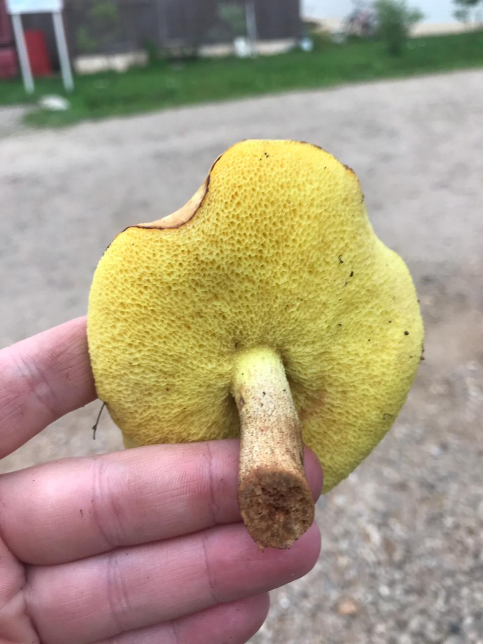 Желтый губчатый гриб