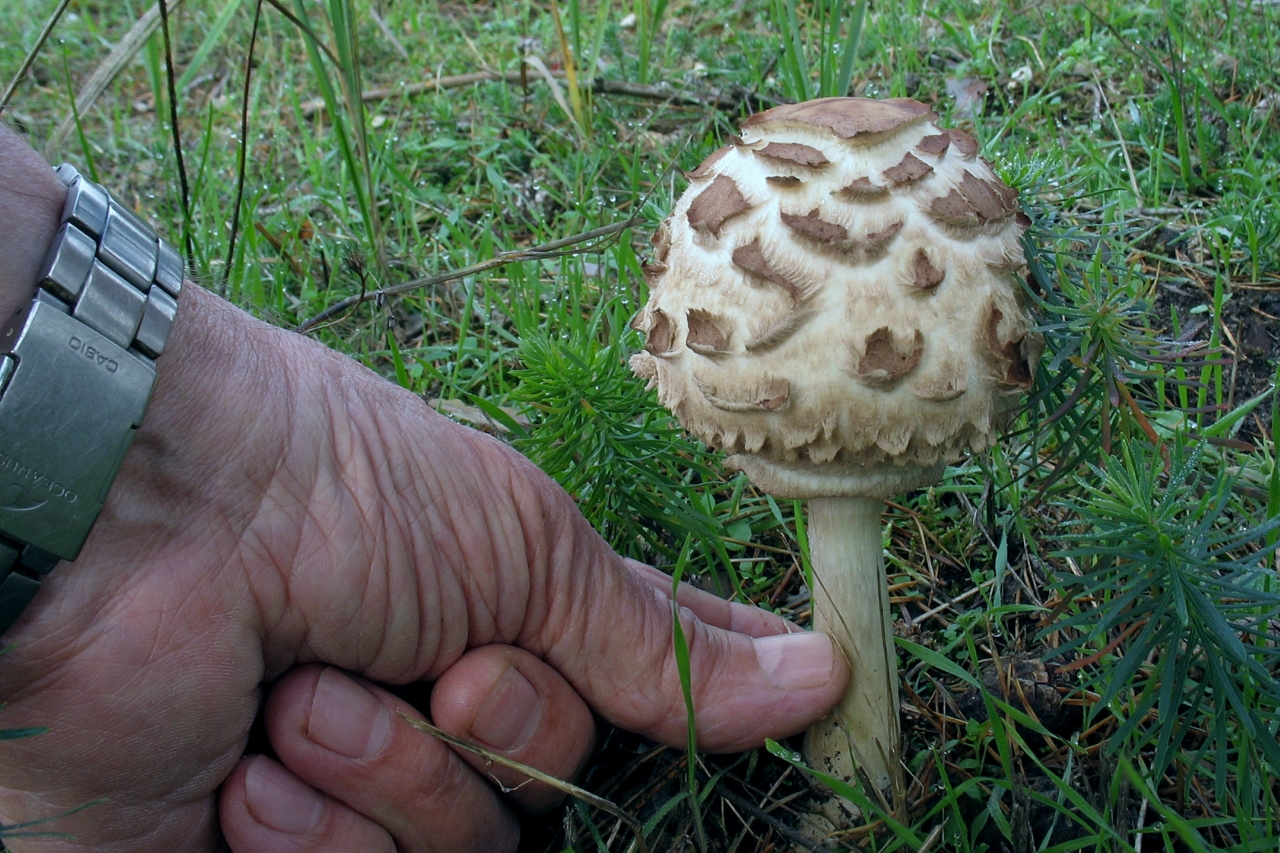 куриный зонтик фото гриб